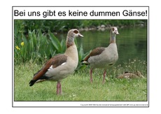 Dumme-Gans-1.pdf